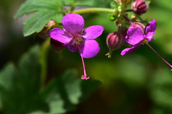 Belles Fleurs Poussant Dans Jardin Soleil Jour — Photo