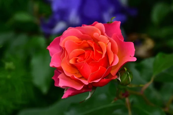 beautiful rose on dark background, summer concept, close view