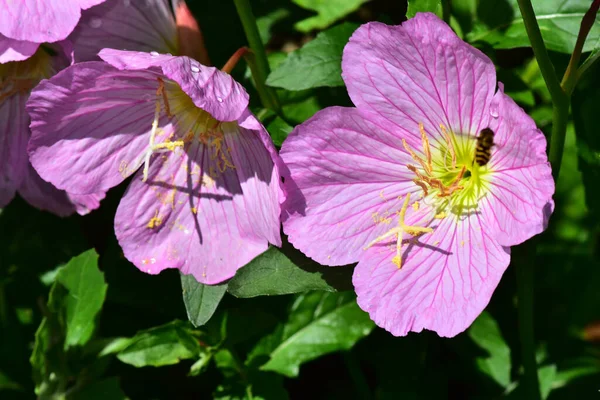 Beautiful Flowers Growing Garden Sunny Day — Stock Photo, Image