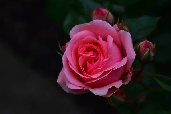 Beautiful Roses Growing Garden Sunny Day — Stock Photo, Image