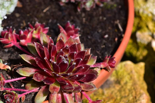 Hermosa Flor Que Crece Jardín Día Soleado —  Fotos de Stock