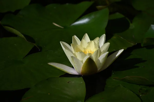 Mooie Bloeiende Lotus Groeien Vijver Zomerdag — Stockfoto