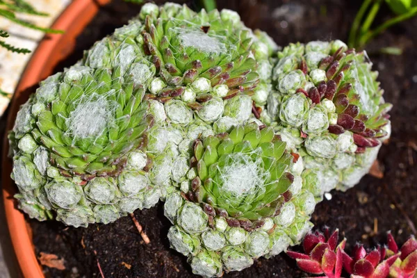 Hermosas Flores Que Crecen Jardín Día Soleado —  Fotos de Stock