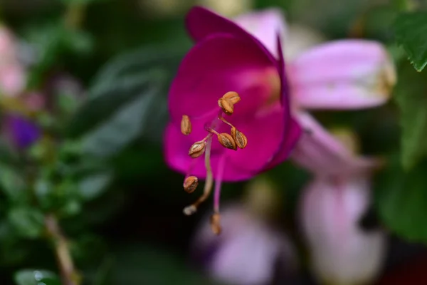 Bellissimo Fiore Che Cresce Giardino Nella Giornata Sole — Foto Stock