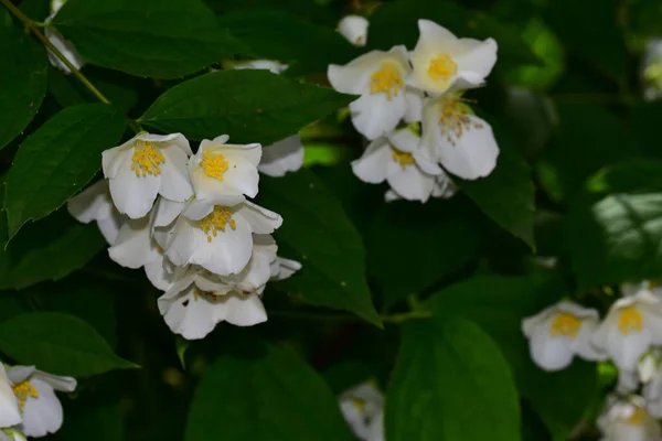 Ramas Árboles Florecientes Jazmín Con Hermosas Flores Primer Plano Concepto —  Fotos de Stock