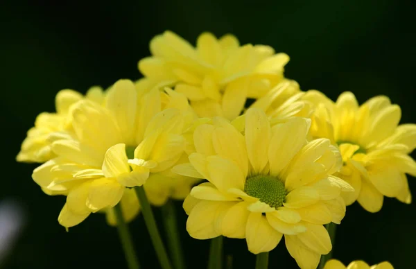 Schöne Blumen Die Sonnigen Tagen Garten Wachsen — Stockfoto