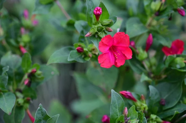 Schöne Blumen Die Sonnigen Tagen Garten Wachsen — Stockfoto