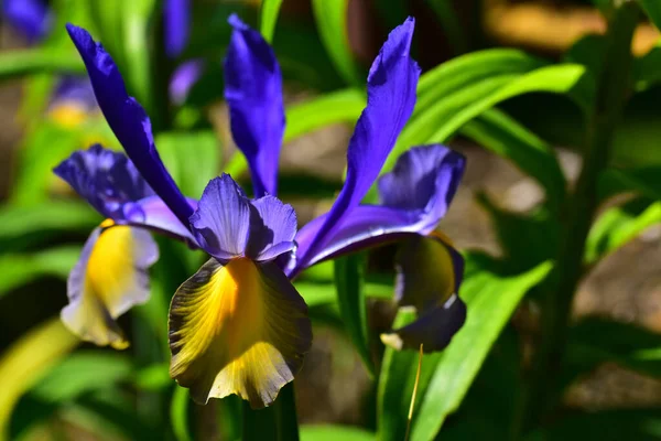 Beau Iris Poussant Dans Jardin Journée Ensoleillée Été — Photo