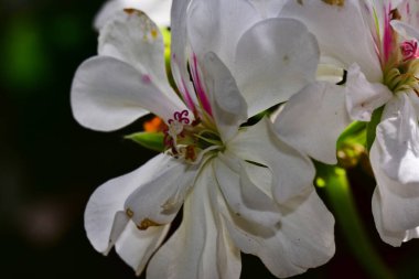 Güneşli yaz gününde bahçede yetişen güzel çiçekler. 