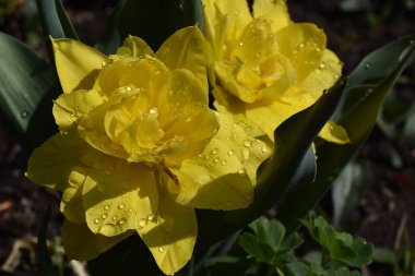Güneşli yaz gününde bahçede yetişen güzel çiçekler. 