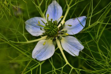 Güneşli bir günde bahçede büyüyen güzel çiçek. 