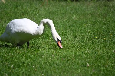 Yaz gününde güzel şirin bir kuğu 