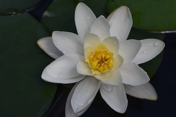 Beautiful Blooming Lotus Growing Pond Summer Day — Stock Photo, Image