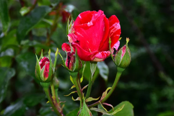 夏日阳光明媚的花园里生长着美丽的玫瑰 — 图库照片