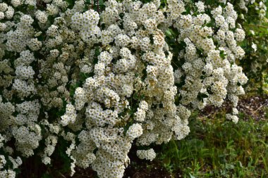 Güneşli yaz gününde bahçede yetişen güzel çiçekler. 