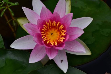 Güzel çiçek açan nilüfer çiçekleri yaz günü gölette büyür. 