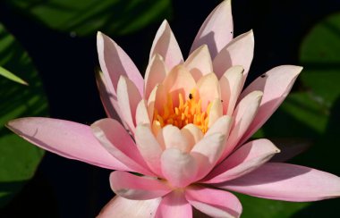 Güzel çiçek açan nilüfer çiçekleri yaz günü gölette büyür. 