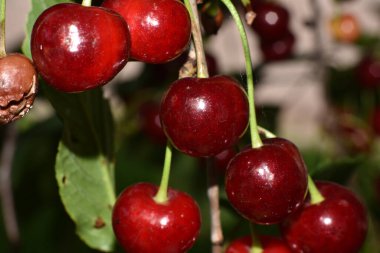 Olgun yeşil meyveli kiraz ağacı, yakın plan, bahar konsepti.  