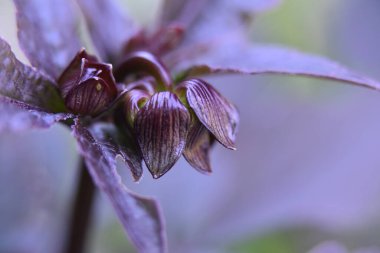 Güneşli bir günde bahçede büyüyen güzel çiçek. 