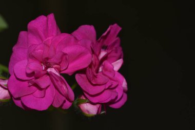 Güneşli yaz gününde bahçede yetişen güzel çiçekler. 