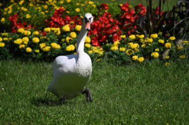 Yaz gününde güzel şirin bir kuğu 