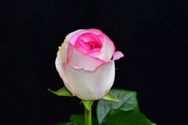 Koyu arkaplanda güzel bir gül, yaz konsepti, yakın görüş  