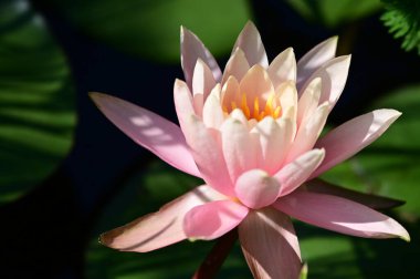 Güzel çiçek açan nilüfer çiçekleri yaz günü gölette büyür. 