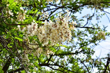 Güneşli yaz gününde bahçede yetişen güzel çiçekler. 