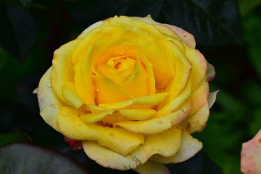 Güneşli yaz gününde bahçede yetişen güzel çiçekler. 