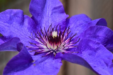 Güneşli yaz gününde bahçede büyüyen güzel Clematis. 