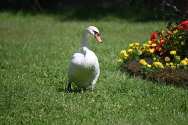 Yaz gününde güzel şirin bir kuğu 