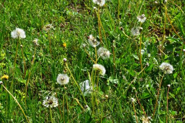 Güneşli yaz gününde bahçede yetişen güzel çiçekler. 