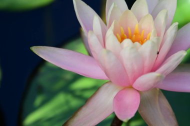 Güzel çiçek açan nilüfer çiçekleri yaz günü gölette büyür. 