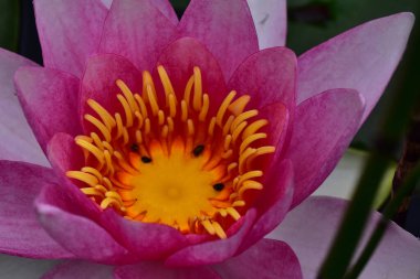 Güzel çiçek açan nilüfer çiçekleri yaz günü gölette büyür. 