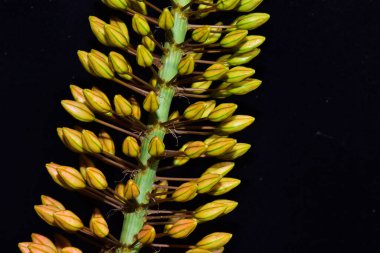 Koyu arkaplanda güzel bir çiçek, yaz konsepti, yakın görüş   