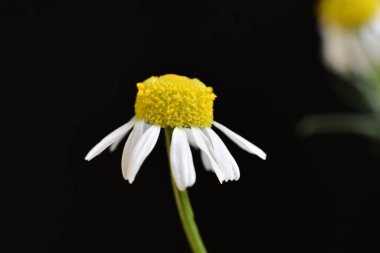 Güneşli bir günde bahçede büyüyen güzel çiçek. 