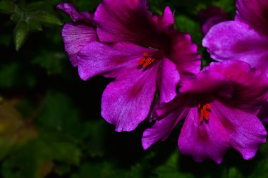 Güneşli yaz gününde bahçede yetişen güzel çiçekler. 