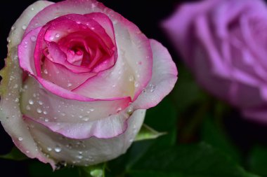 Koyu arkaplanda güzel bir gül, yaz konsepti, yakın görüş  