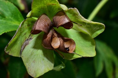 Güneşli bir günde bahçede büyüyen güzel çiçek. 