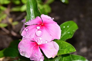 Güneşli yaz gününde bahçede yetişen güzel çiçekler. 