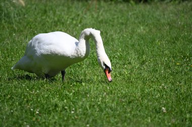 Yaz gününde güzel şirin bir kuğu 