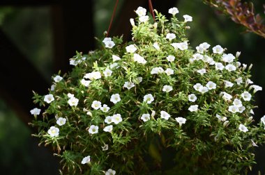 Güneşli yaz gününde bahçede yetişen güzel çiçekler. 
