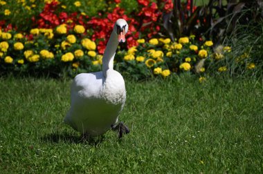 Yaz gününde güzel şirin bir kuğu 