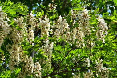 Güneşli yaz gününde bahçede yetişen güzel çiçekler. 