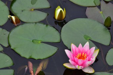 Yaz günü gölette büyüyen güzel nilüferler.