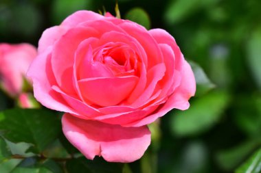 Güneşli bir günde bahçede yetişen güzel bir gül çiçeği. 