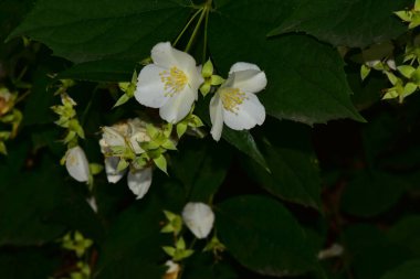 Güneşli yaz gününde bahçede yetişen güzel çiçekler. 