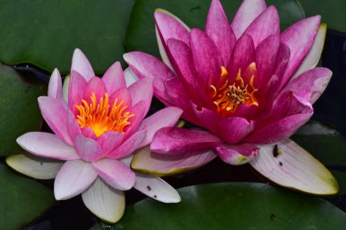 Yaz günü gölette büyüyen güzel nilüferler. 