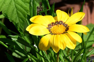 Güneşli yaz gününde bahçede yetişen güzel çiçekler. 