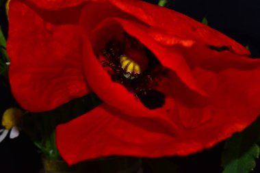 Güneşli bir günde bahçede büyüyen güzel çiçek. 